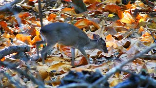 One of the Smallest Antelopes in the World [upl. by Navinod818]