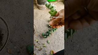 kalanchoe marnieriana terracegarde subscribe plants kalanchoemarnieriana succulents succulent [upl. by Lolanthe]