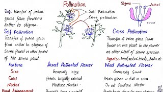 Pollination  self pollination and cross pollination  insect pollinated and wind pollinated flower [upl. by Aysa596]