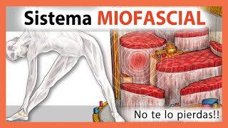 🛑 FASCIA MUSCULAR  Dentro del marco HOLISTICO 👉 Pilates Fisioterapia Yoga Terapéutico [upl. by Terese]