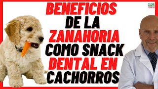 🧡 BENEFICIOS de la ZANAHORIA 🧡como SNACK DENTAL🧡para los PERROS CACHORROS [upl. by Onitsuaf914]