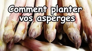 Réussir la plantation des Asperges blanches et vertes [upl. by Eylsel]