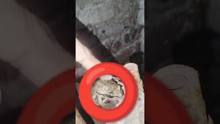 A Pet Frog frog petfrog wildlife viral2024 amazing cutefrog [upl. by Alpers]