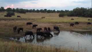 Massive Croc VS 1Ton Buffalo  EPIC FOOTAGE [upl. by Lashar]