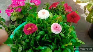 how to grow and care Bellis perennis daisy flower [upl. by Yrffoeg]