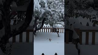 Las Vegas New Mexico snow update [upl. by Sitoiyanap]