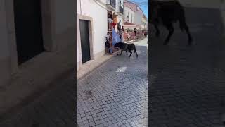 😱 TORO ROMPE LA BARRERA EN LA CALLE [upl. by Messab]