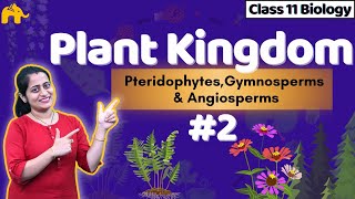 Plant Kingdom Class 11 Biology NCERT Chapter 3 2 CBSE  Pteridophyta  Gymnosperms amp Angiosperms [upl. by Farland943]