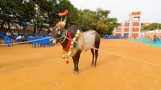 Hallikar bull of Anand Anekal [upl. by Erde]