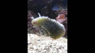 Seehase in Aktion Meerwasser Aquarium [upl. by Gottuard]