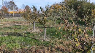 Livada aflată în anul doi de la plantare 🍒🍎🍐găurile au fost executate cu motoburghiul ✅ [upl. by Eirhtug665]