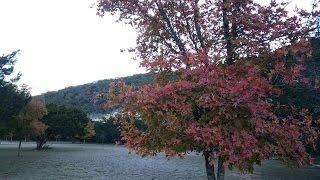 Lost Maples State Natural Area [upl. by Chrissy82]