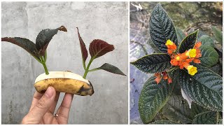 Use banana peels to stimulate Chrysothemis pulchella flower roots to sprout quickly [upl. by Plato531]