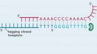 Telomere Replication [upl. by Abram]