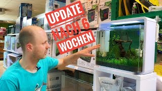 Update  Das Nano Aquarium nach der Einfahrphase  Einrichtung Teil 7 [upl. by Dorman683]