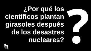 ¿Por qué los científicos plantan girasoles después de los desastres nucleares [upl. by Burkley131]