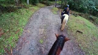 Horse Riding  Glenworth Valley  NSW [upl. by Atselec529]