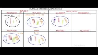 Mutações Cromossômicas Numéricas [upl. by Htrahddis115]