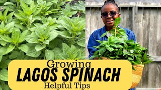 How to Grow Lagos Spinach Celosia argentea Growing amp Harvesting Tips [upl. by Annig]