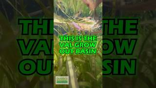 VALLISNERIA Grow Out Basin [upl. by Anaes679]