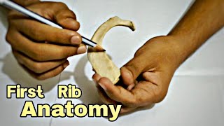 First Rib Anatomy  Bangla Demonstration [upl. by Nwadahs]