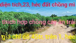 diện tích23 héc đất đen trồng mì giá 451héc thích hợp chồng cây ăn trái làm trang trại [upl. by Merrel]