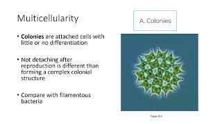 Lecture 9 Endosymbiosis and Multicellularity [upl. by Ayit]