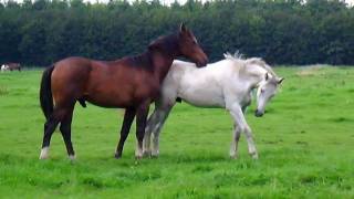 Horses in the field Stabilized [upl. by Naryb]