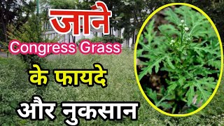 Congress grass या गाजर घास के फायदे।। organic farming [upl. by Oigroig]