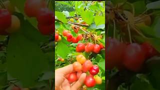 Picking cherryplums purplepick strawberry fruit cherrypicking fruitharvest deliciousfood [upl. by George]