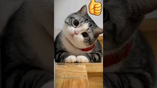 CAT lovers shortsfeed shorts trending viralshorts todayviral viral [upl. by Esinrahs]