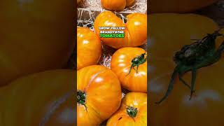 Guide to Grow Large and Juicy Yellow Brandywine Tomatoes [upl. by Schnell]