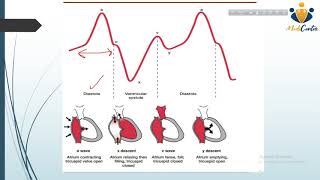 Jugular Venous Pressure JVP Waves Relation with Cardiac Cycle  Respiration Kussmaul’s sign [upl. by Northway]