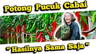 🔴 Potong Pucuk Cabai Rawit Hasilnya Sama Saja‼️Manfaat ZPT Hormon Pertumbuhan Tanaman Cabai Rawit 💥 [upl. by Aliak]