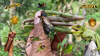 finding small beauties in naturewho loves insects [upl. by Haimrej347]