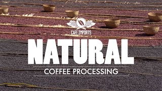 Natural Coffee Processing [upl. by Aicital]