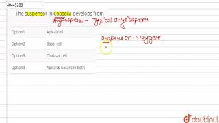 The suspensor in Capsella develops from [upl. by Turnheim871]