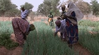 Lirrigation goutte à goutte au Burkina Faso [upl. by Enaerb878]