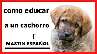 ✅㊙como EDUCAR a un CACHORRO MASTIN ESPAÑOL㊙✅ como adiestrar a un cachorro mastin español [upl. by Nywg]