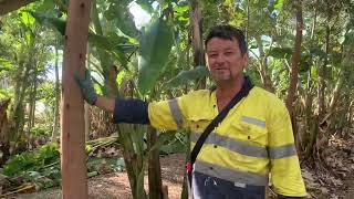 Syntropic Agroforestry in Australia Video 53 [upl. by Alva]