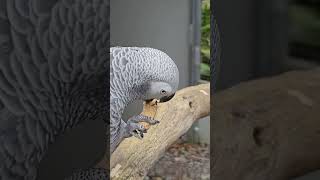 Grey parrot eats peanut parrot zoo birds AfricanBirds greyparrot [upl. by Janessa]