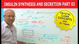 Insulin Synthesis and Secretion  Part 34💉 [upl. by Tolliver161]