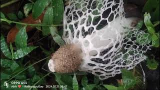 Stinkhorn mushrooms of Goa Phallus indusiatus from Canacona [upl. by Ettedo559]