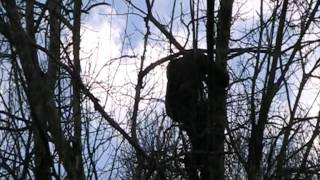 Roberto Bechelli  Potatura alberi in tree climbing [upl. by Marlow]