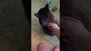 Here are some reasons to become a catsitter cats catlover catsoftiktok fyp catvideo shorts [upl. by Yard]