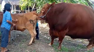 Oxen Yoke Ox Kobe WildLive Ettugaḷu Protection Penetra Meeting Cow antelop in Himalaya yak [upl. by Eciram291]