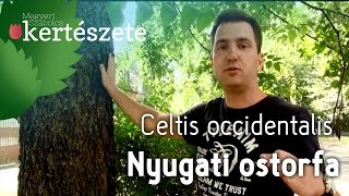 Celtis occidentalis  Nyugati ostorfa  Növényismeret  kertészeti tananyag [upl. by Reld]