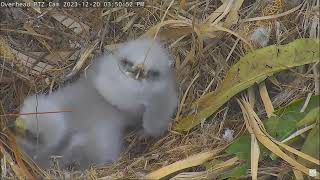 Captiva Eagle Cam 20122023 1550 [upl. by Mukund]