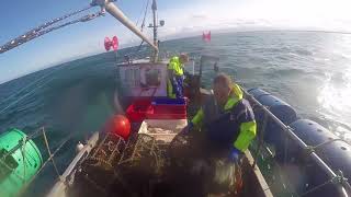 crab fishing in Scotland [upl. by Goldi]