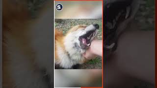 Rescued Fox Squeals With Excitement While Being Petted [upl. by Notsua]